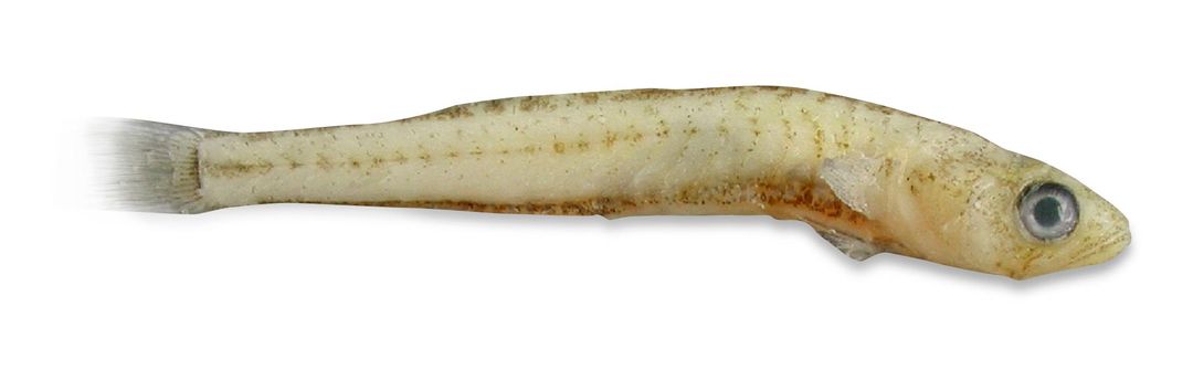 Transparent Goby - Fish for tomorrow